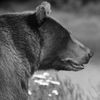mamabearmonique